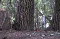 Plassende vrouwen in het bos die stiekem gefilmd worden